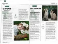 Розплідник бурманских кішок chatburdeoa