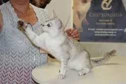 Розплідник бурманских кішок chatburdeoa