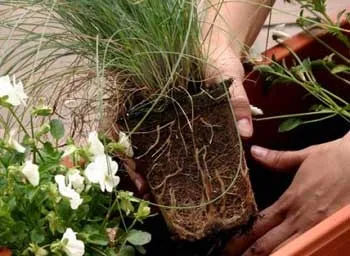 Цвіль в квітковому горщику як перемогти підступний грибок прекрасна половина (горщику) Цвіль в квітковому горщику як перемогти підступний грибок прекрасна половина