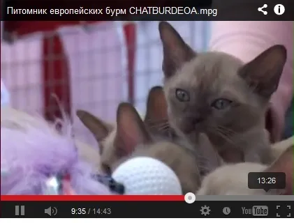 Розплідник бурманских кішок chatburdeoa