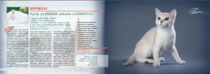 Розплідник бурманских кішок chatburdeoa