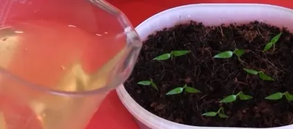 Пиво як добриво