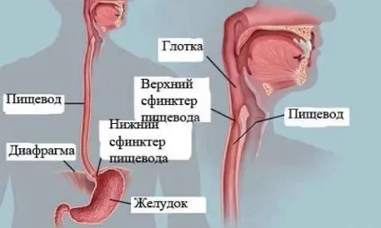 Стравохід будова, функції та особливості (Згідно з тим демонструє) Стравохід будова, функції та особливості