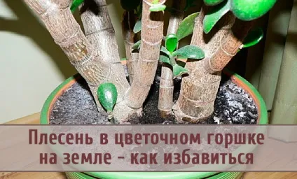 Цвіль в квітковому горщику на землі - як позбутися (позбутися) Цвіль в квітковому горщику на землі - як позбутися