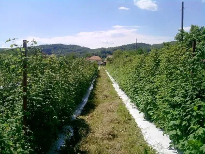 плантація ожини