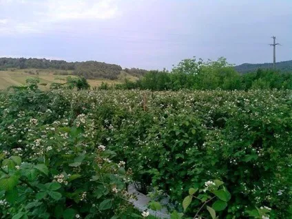 плантація ожини