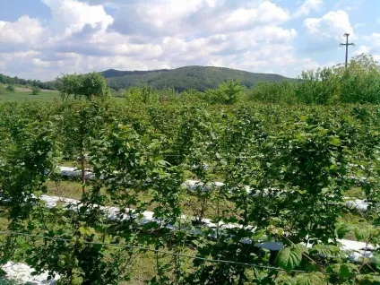 плантація ожини