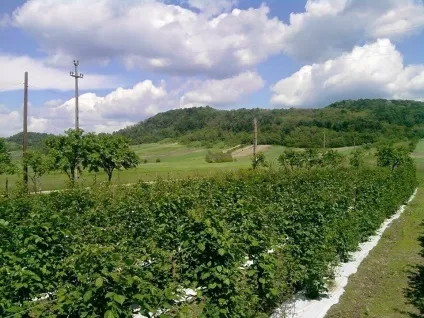 плантація ожини