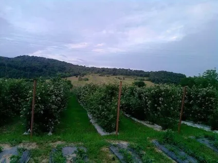 плантація ожини