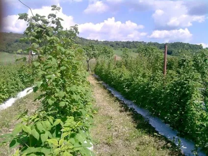 плантація ожини