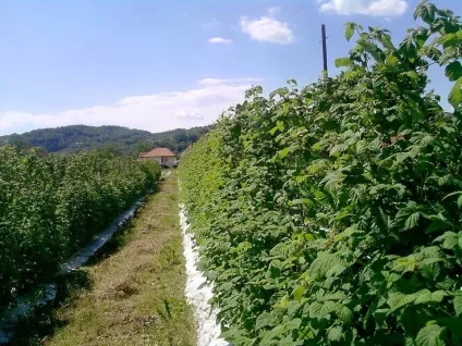 плантація ожини