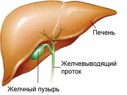 Харчування після видалення жовчного міхура (харчування) Харчування після видалення жовчного міхура