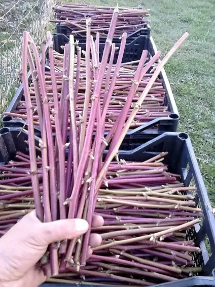 плантація ожини