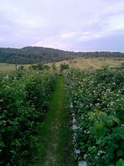 плантація ожини