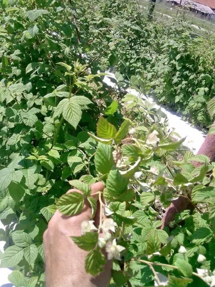 плантація ожини