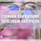 Чому П'ятниця, чому іслам