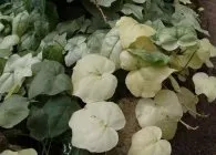 Плющ посадка, догляд, розмноження, використання (посадка) Плющ посадка, догляд, розмноження, використання