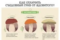 Чому не можна збирати і купувати гриби у дороги, довідка, питання-відповідь, аргументи і факти (здоров'я людини) Чому не можна збирати і купувати гриби у дороги, довідка, питання-відповідь, аргументи і факти