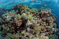 Чому не можна купатися в червоному морі вночі (купатися) Чому не можна купатися в червоному морі вночі