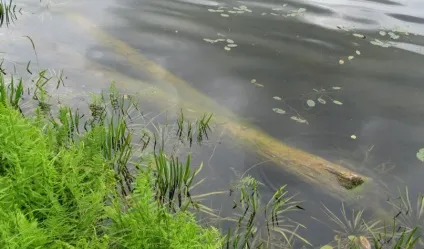 Чому дерево не тоне у воді - все про воду (чому) Чому дерево не тоне у воді - все про воду