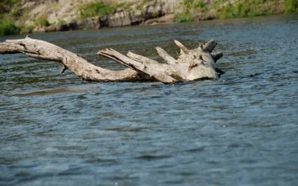 Чому дерево не тоне у воді - все про воду (воді) Чому дерево не тоне у воді - все про воду