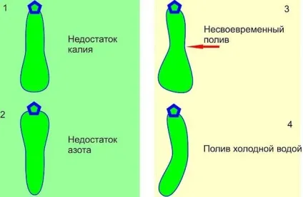 Чому скручуються огірки