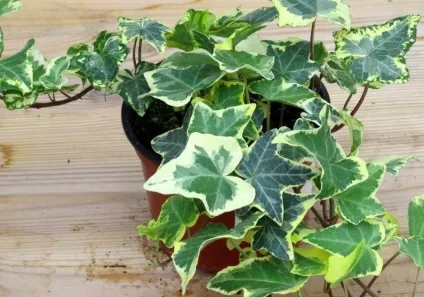 Плющ кімнатний фото догляд в домашніх умовах (плющ) Плющ кімнатний фото догляд в домашніх умовах