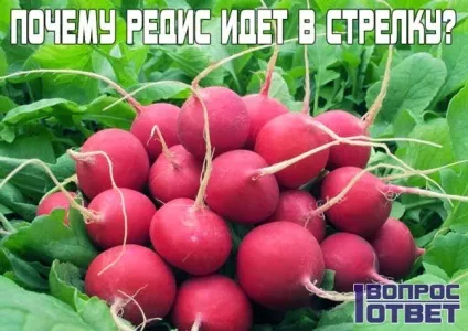Чому редиска йде в стрілку що робити в цьому випадку як правильно вирощувати редис (йде) Чому редиска йде в стрілку що робити в цьому випадку як правильно вирощувати редис