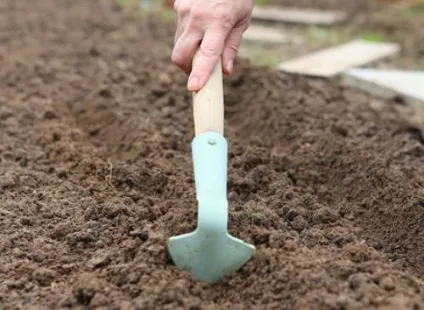 Чому редиска йде в стрілку, відео