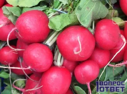Чому редиска йде в стрілку що робити в цьому випадку як правильно вирощувати редис (йде) Чому редиска йде в стрілку що робити в цьому випадку як правильно вирощувати редис