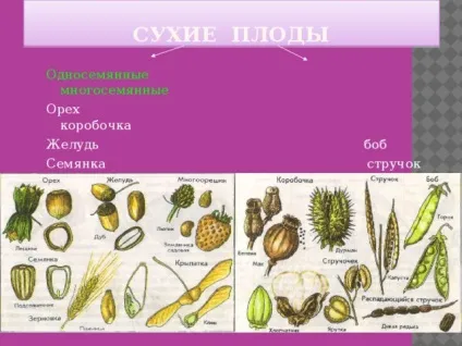 Плоди - біологія, уроки