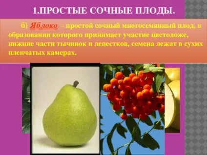 Плоди - біологія, уроки