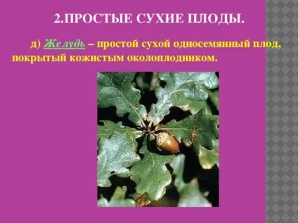 Плоди - біологія, уроки