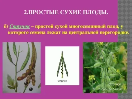 Плоди - біологія, уроки