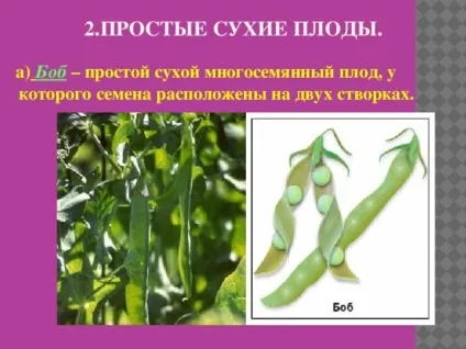 Плоди - біологія, уроки