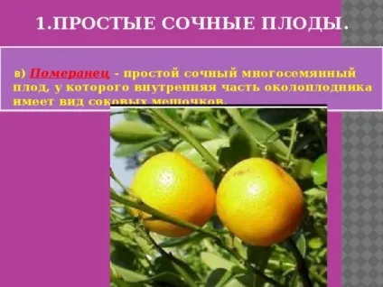 Плоди - біологія, уроки