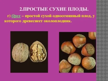 Плоди - біологія, уроки