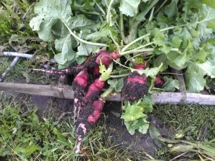 Чому редиска йде в стрілку, відео