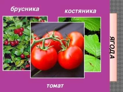 Плоди - біологія, уроки