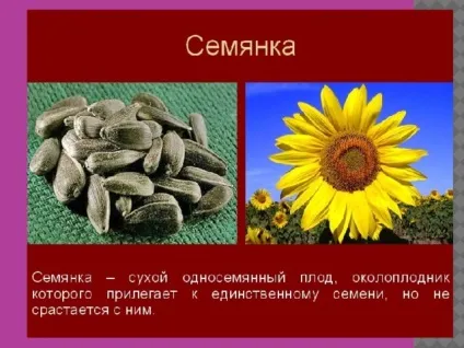 Плоди - біологія, уроки