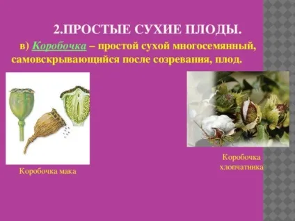 Плоди - біологія, уроки