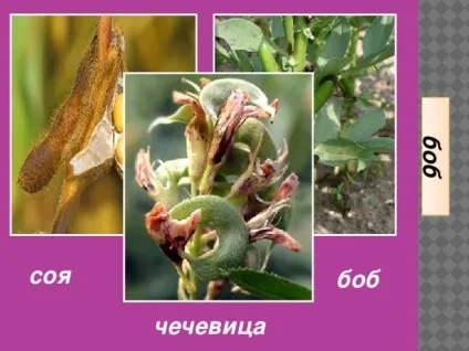 Плоди - біологія, уроки