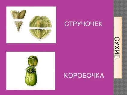 Плоди - біологія, уроки