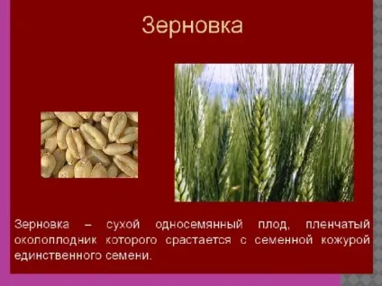 Плоди - біологія, уроки