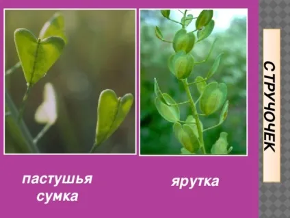 Плоди - біологія, уроки