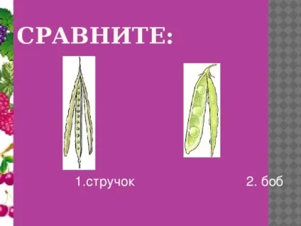 Плоди - біологія, уроки