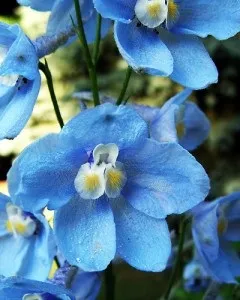 Догляд за дельфініум, зразкова садиба (дельфініум) Догляд за дельфініум, зразкова садиба