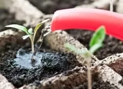 Догляд за помідорами після пікіровки (догляд) Догляд за помідорами після пікіровки