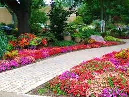 Догляд за дельфініум, зразкова садиба (дельфініум) Догляд за дельфініум, зразкова садиба
