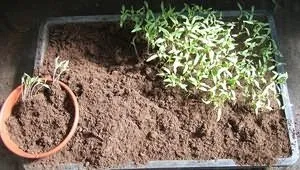 Догляд за помідорами після пікіровки (помідорами) Догляд за помідорами після пікіровки